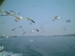 日本三景・特別名勝・松島・餌を求めてかもめがやってくる