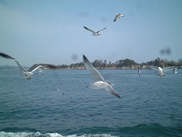 日本三景・特別名勝・松島・かもめと並走の写真の写真