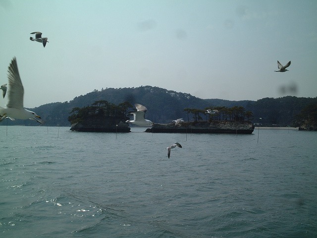 日本三景と特別名勝の陸奥松島の松島湾３１の写真の写真
