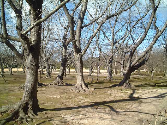特別名勝の岡山後楽園の庭園１０の写真の写真