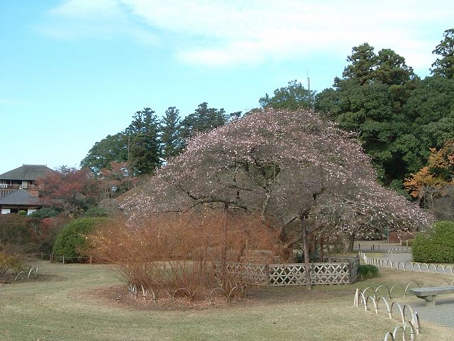 特別名勝の水戸偕楽園の庭園８の写真の写真