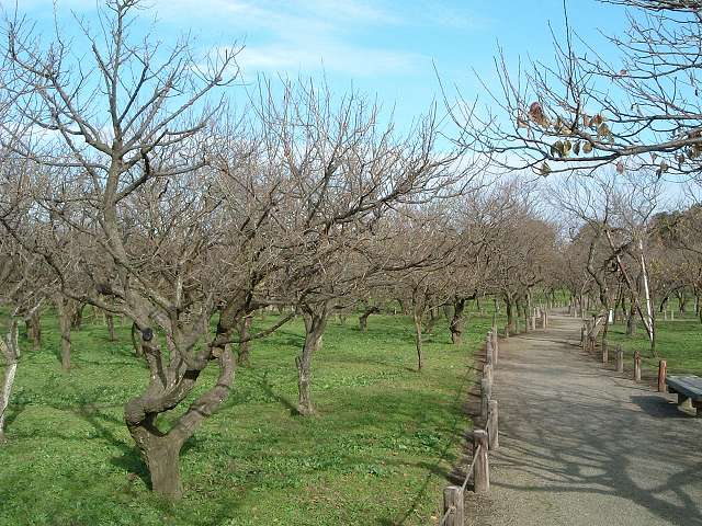 特別名勝の水戸偕楽園の庭園１０の写真の写真