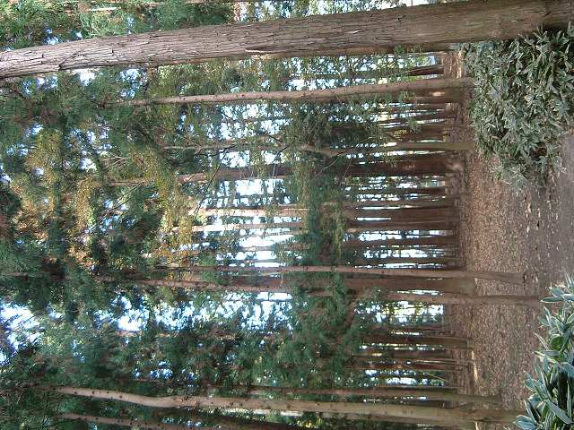 特別名勝の水戸偕楽園の庭園１３の写真の写真