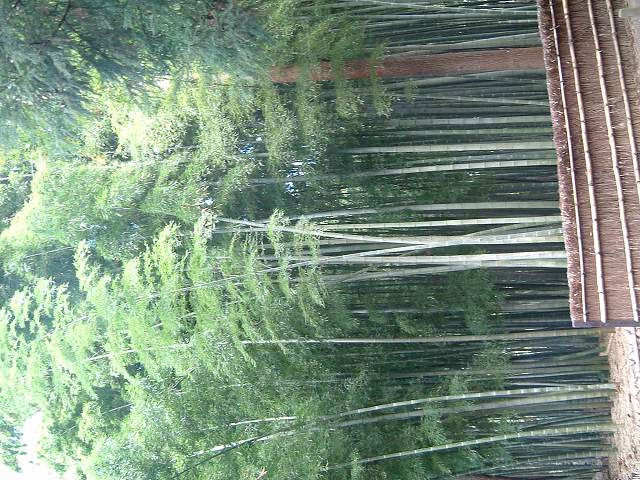 特別名勝の水戸偕楽園の庭園１４の写真の写真