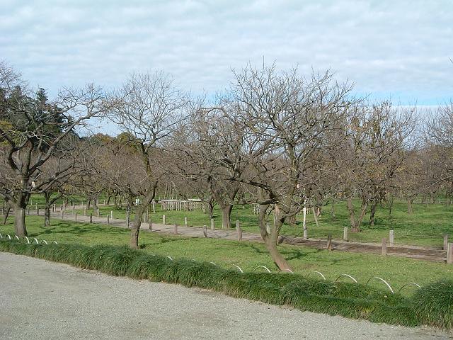 特別名勝の水戸偕楽園の庭園２６の写真の写真