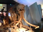 長久手会場・牙が長いマンモスの骨格