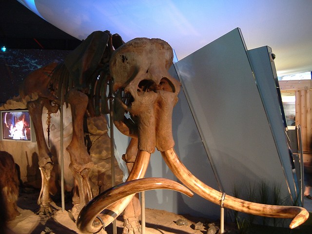 長久手会場・よく折れなかったものだの写真の写真