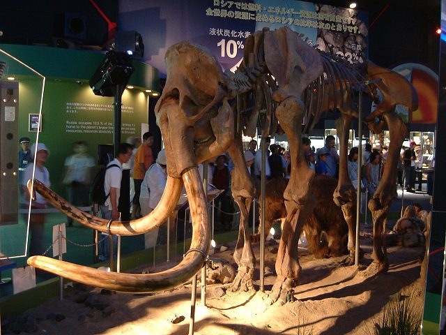 長久手会場・マンモスの骨格の写真の写真