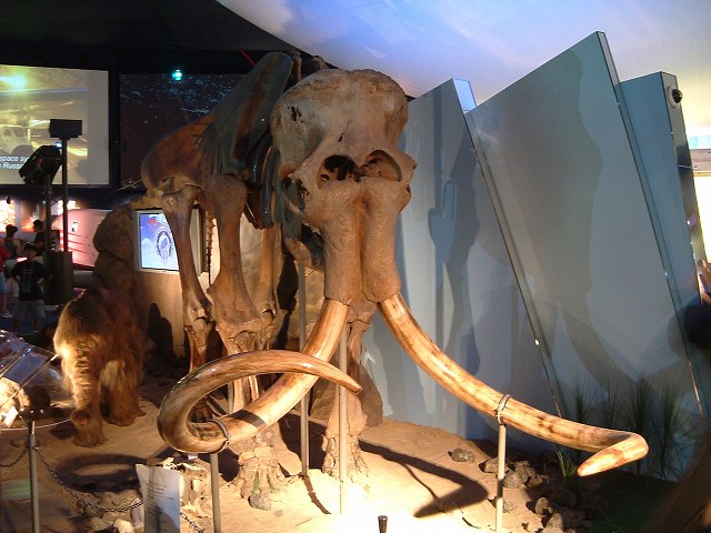 長久手会場・牙が長いマンモスの骨格の写真の写真