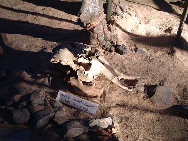 長久手会場の写真の写真