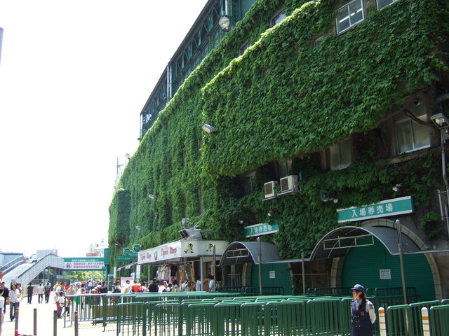 野球場・甲子園球場・つたで覆われるの写真の写真
