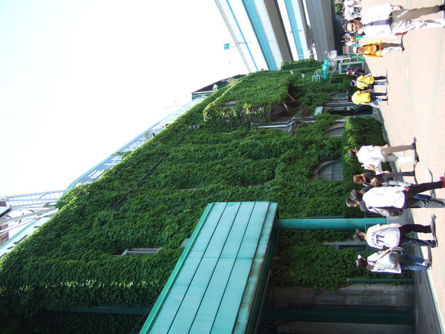 野球場・甲子園球場・つたでコンクリートがまったく見えないの写真の写真