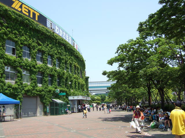 野球場・甲子園球場・まだまだ続くつたの写真の写真
