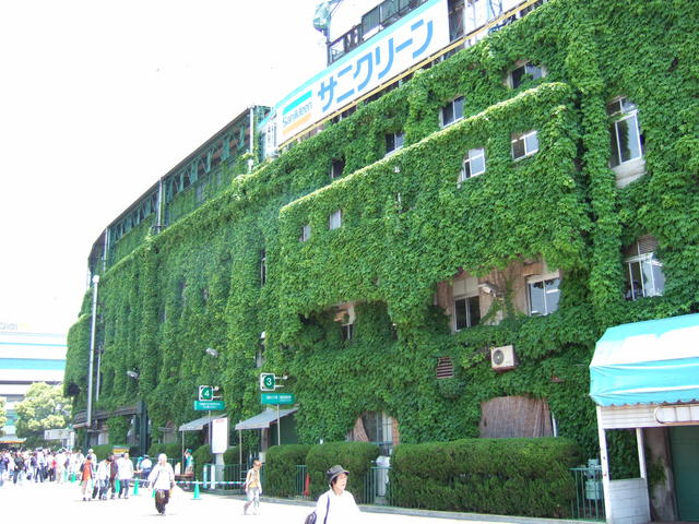 野球場・甲子園球場・出窓のような場所にもツタがいっぱいの写真の写真