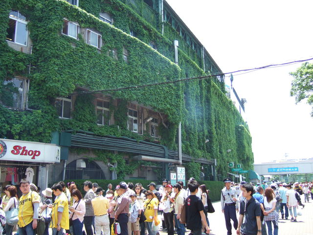 野球場・甲子園球場・徐々に人気が増えてきたの写真の写真