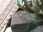 世界遺産・バンテアイ・クディ・トカゲ