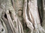 世界遺産・タ・ソム・彫刻が木の根で覆われている