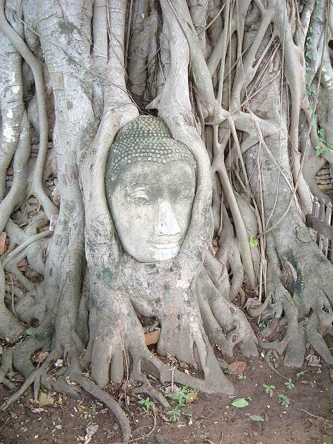 世界遺産・アユタヤの写真の写真