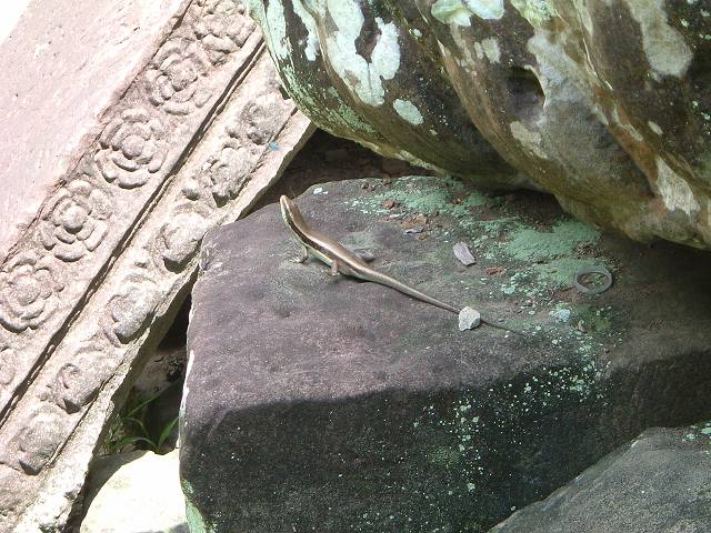 世界遺産・バンテアイ・クディ・トカゲの写真の写真