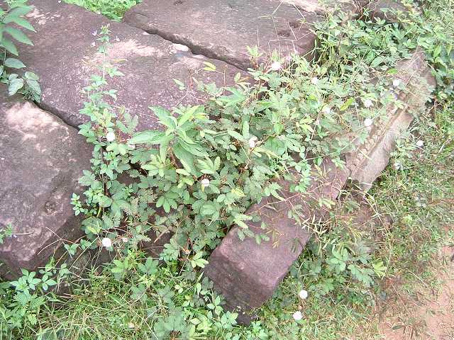 世界遺産・プリア・カン・オジギソウの写真の写真