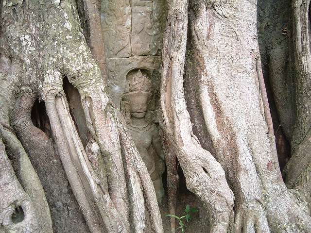 世界遺産・タ・ソム・彫刻が木の根で覆われているの写真の写真