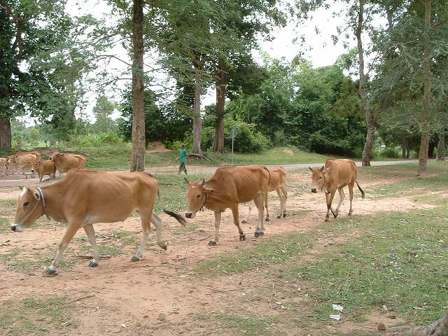 世界遺産・東メボンの写真の写真