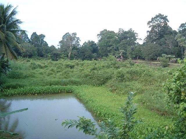 バコンの写真の写真