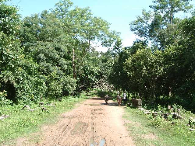 ベンメリアの写真の写真