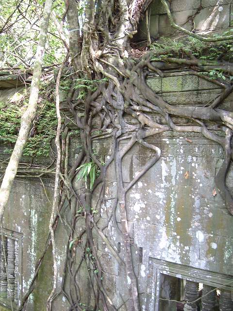 ベンメリアの写真の写真