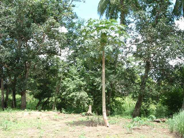 ベンメリアの写真の写真