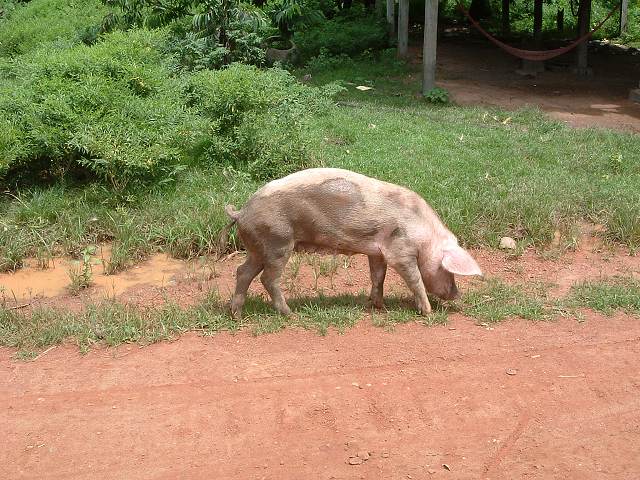 ベンメリア・豚の写真の写真