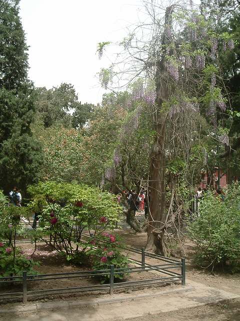 北京(故宮)の写真の写真