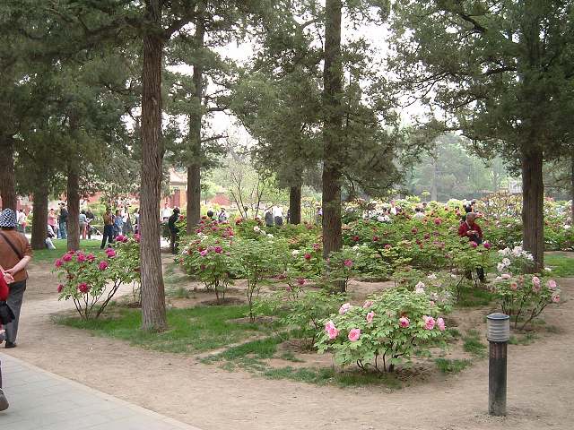 景山公園の写真の写真