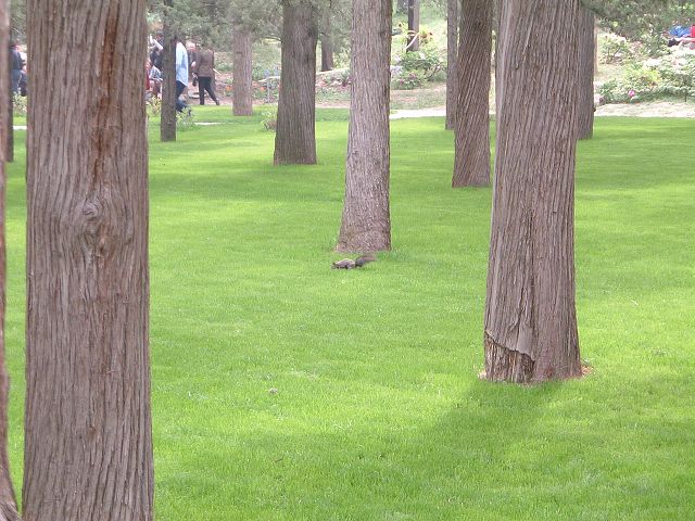 景山公園の写真の写真