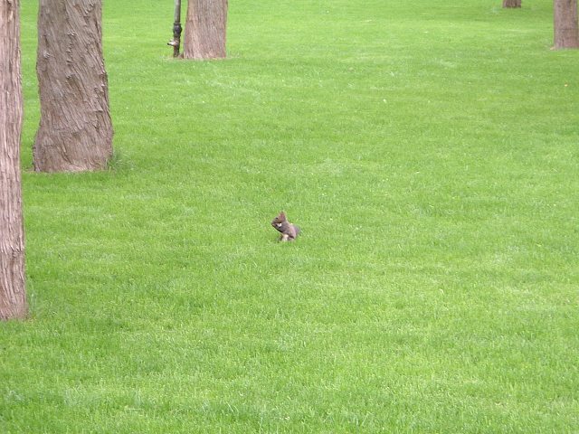 景山公園の写真の写真