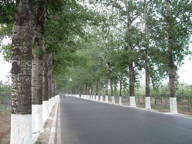 石碑門〜神道の写真の写真