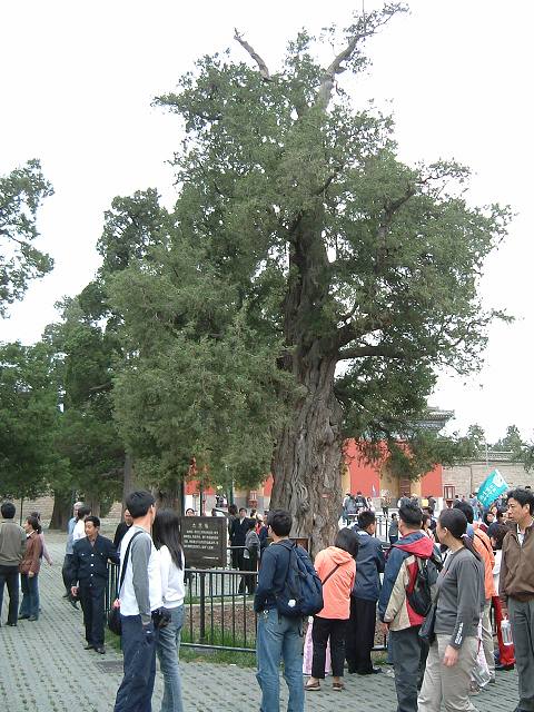 北京・天壇公園の写真の写真