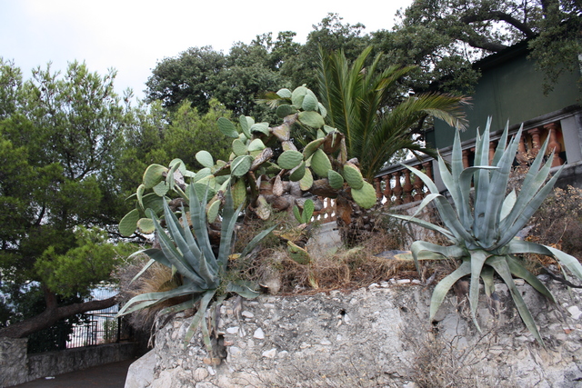 ニース城に植わるサボテンの写真の写真