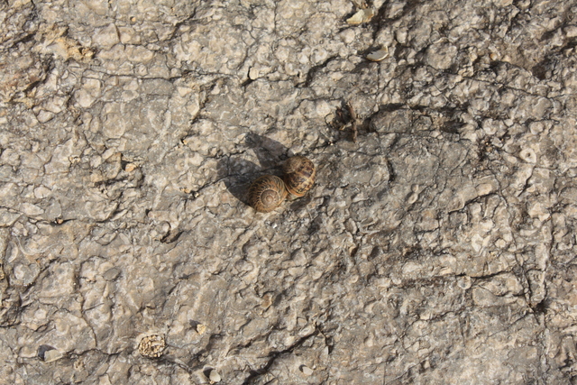 ポン・デュ・ガール・かたつむりの写真の写真