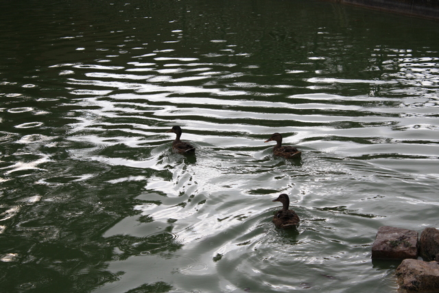 unknownの写真の写真