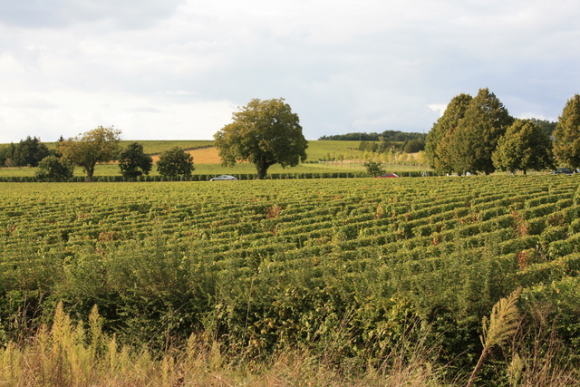 シュノンソーからの帰り・農地がどこまでも広がるの写真の写真