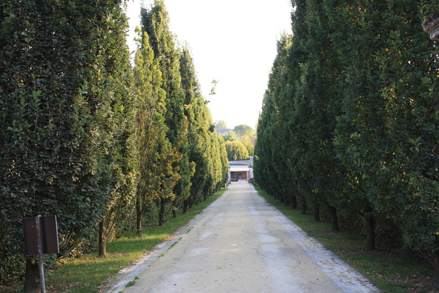 アゼ・ル・リドー城・逆方向から見る並木の写真の写真