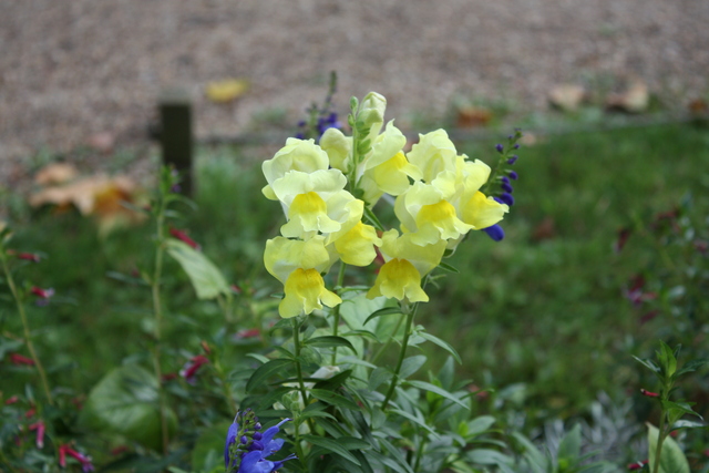 アゼー・ル・リドー城・野草２の写真の写真