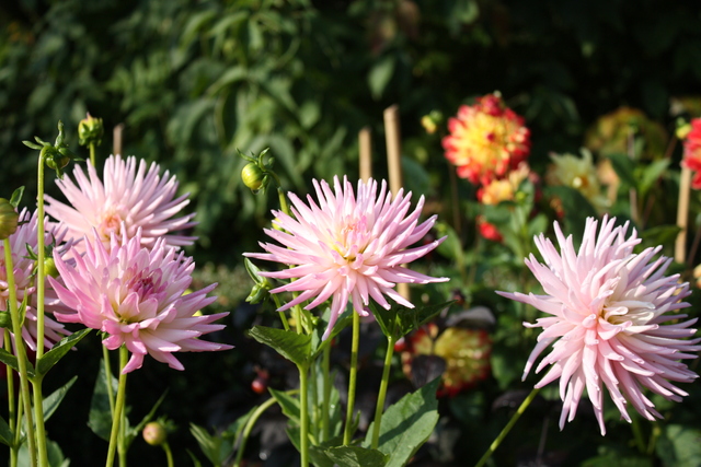 unknownの写真の写真