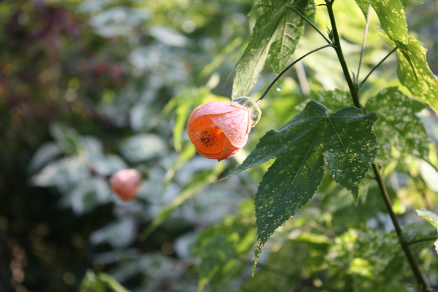 unknownの写真の写真