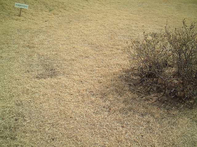 韓国・慶州・大陵苑・芝生の写真の写真