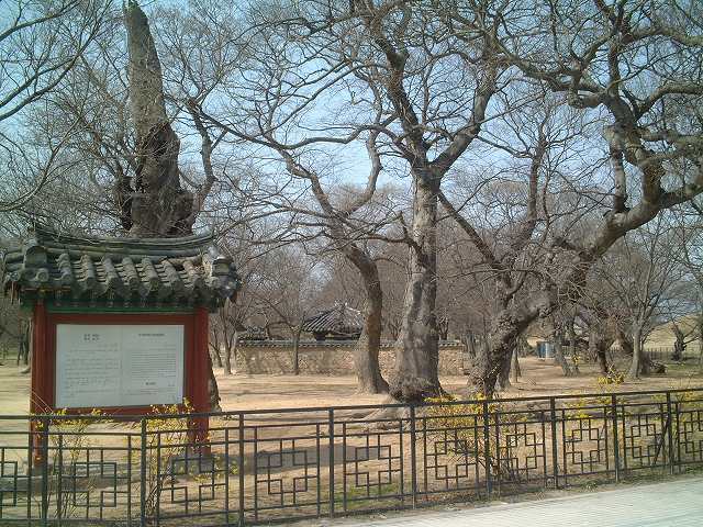 韓国・慶州・鶏林の写真の写真