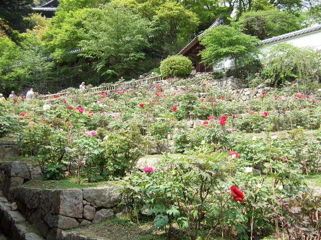 長谷寺の写真の写真