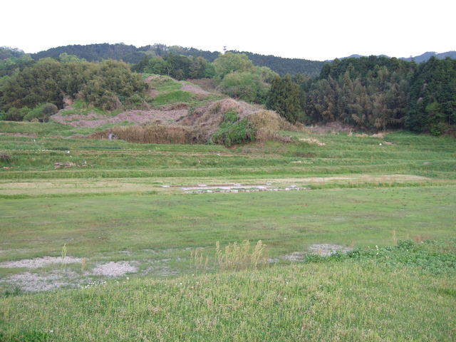 特別史跡・山田寺跡・金堂跡から見る回廊跡の写真の写真