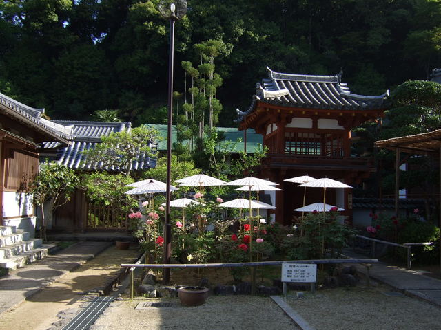 岡寺・ぼたんの写真の写真